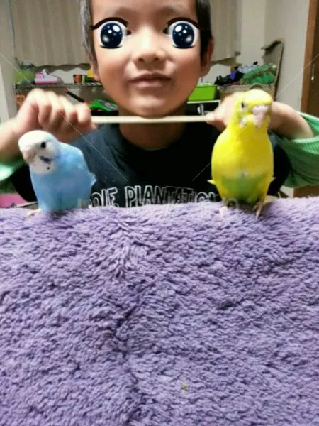 コメントの画像