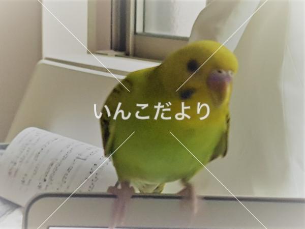 コメントの画像