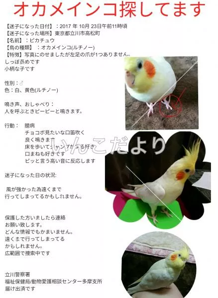 コメントの画像