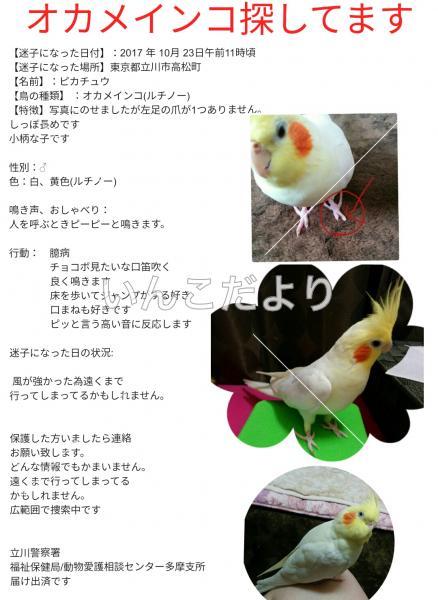 コメントの画像