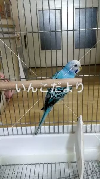 コメントの画像