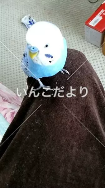 コメントの画像