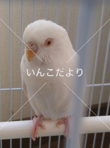 コメントの画像