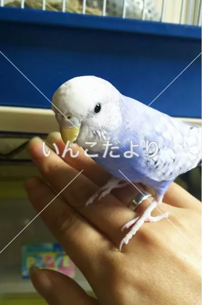 コメントの画像