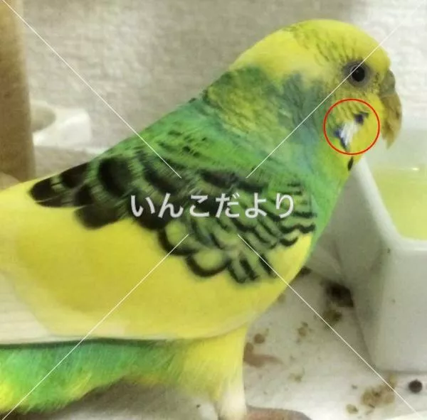 コメントの画像