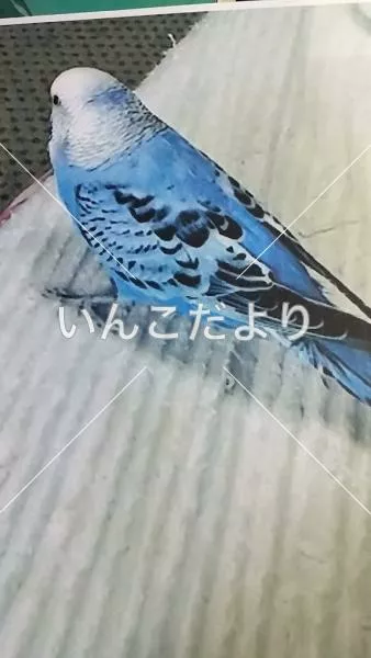 コメントの画像