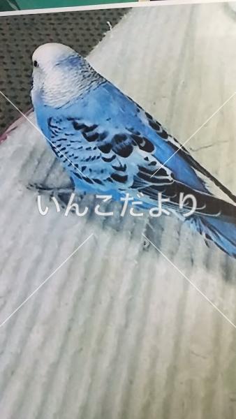コメントの画像