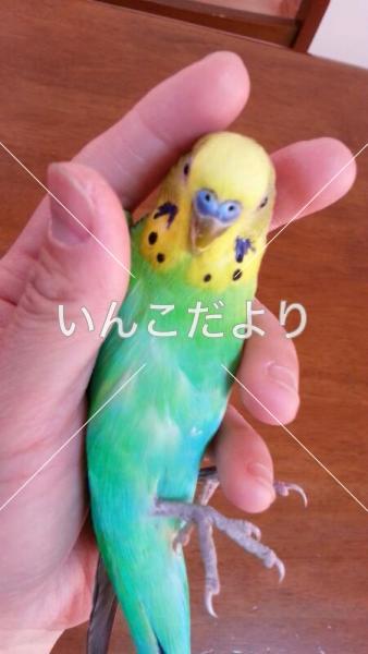 コメントの画像