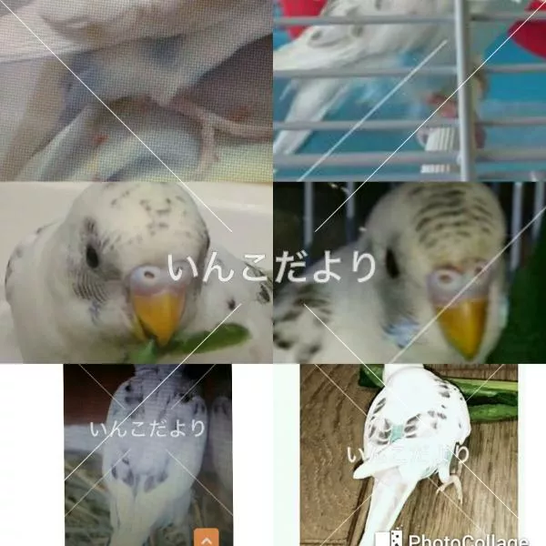 コメントの画像