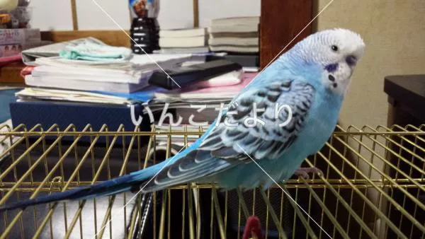 コメントの画像