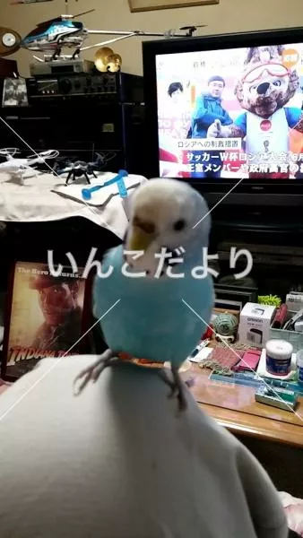 コメントの画像