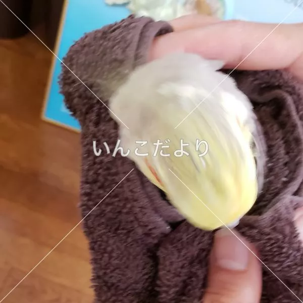 コメントの画像