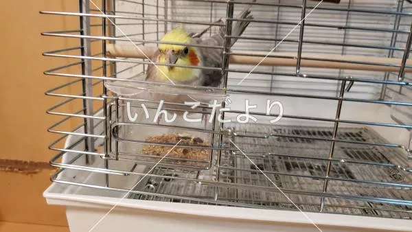 コメントの画像