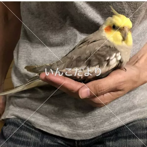 コメントの画像