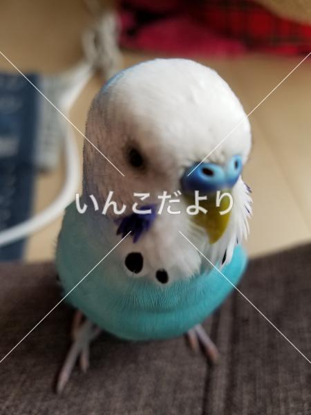 コメントの画像