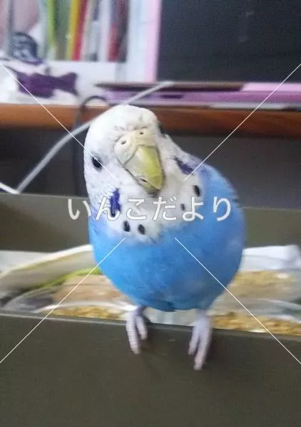 コメントの画像