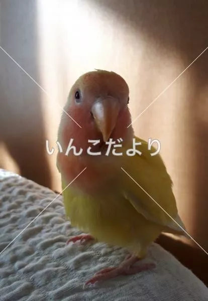 コメントの画像