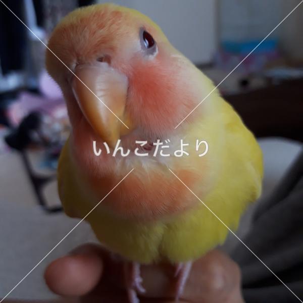 コメントの画像
