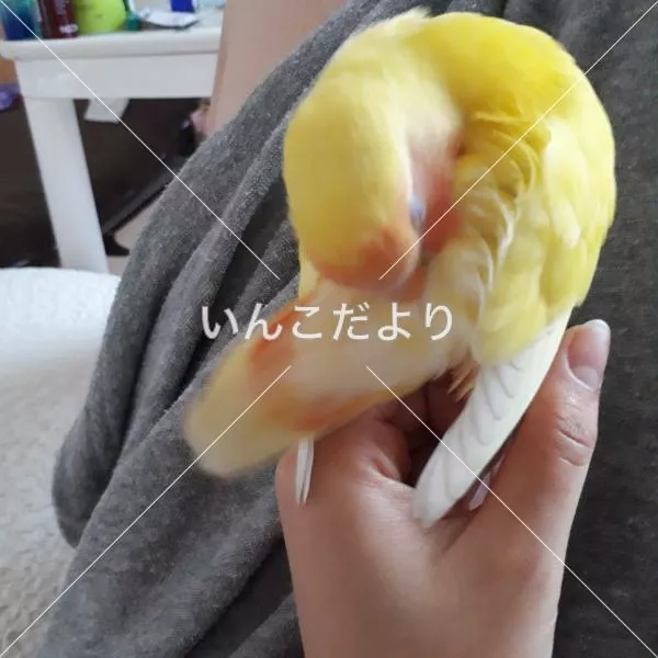 コメントの画像