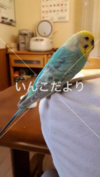 コメントの画像