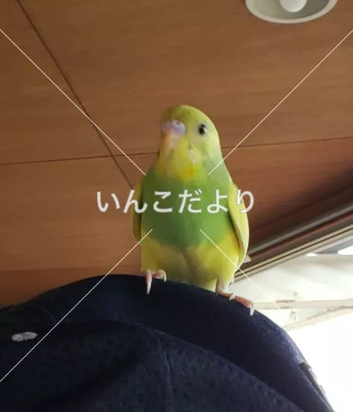 コメントの画像