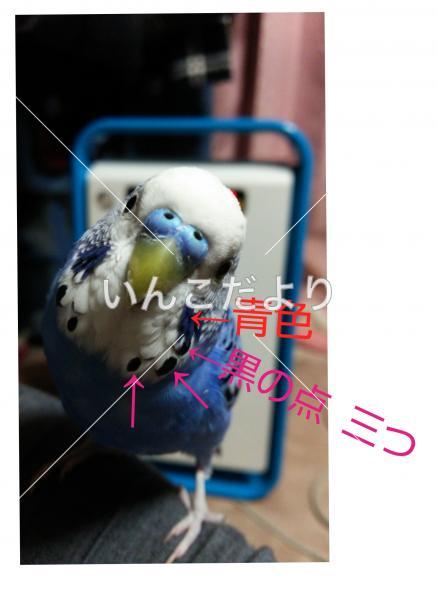 コメントの画像