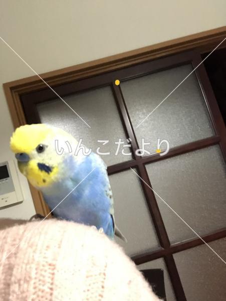 コメントの画像