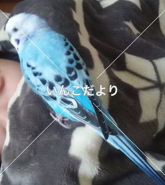 コメントの画像