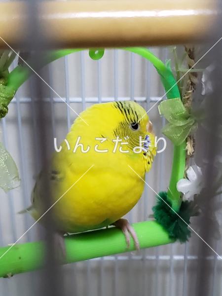 コメントの画像