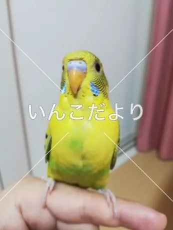 コメントの画像