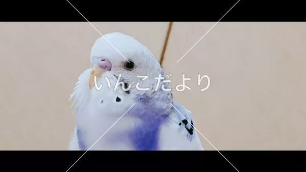 コメントの画像