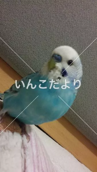 コメントの画像