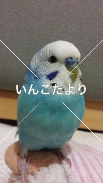 コメントの画像