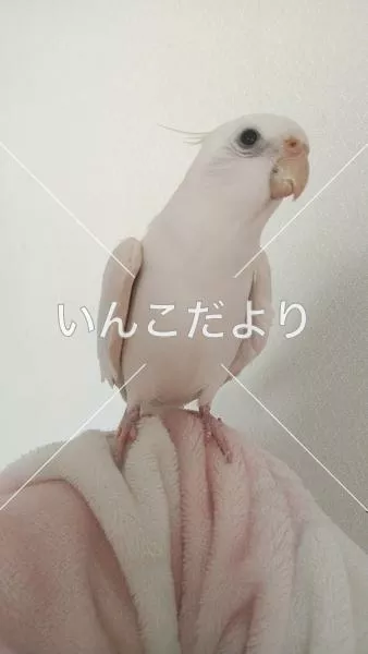 コメントの画像