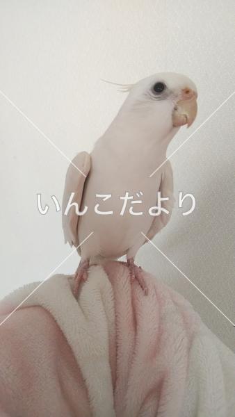コメントの画像