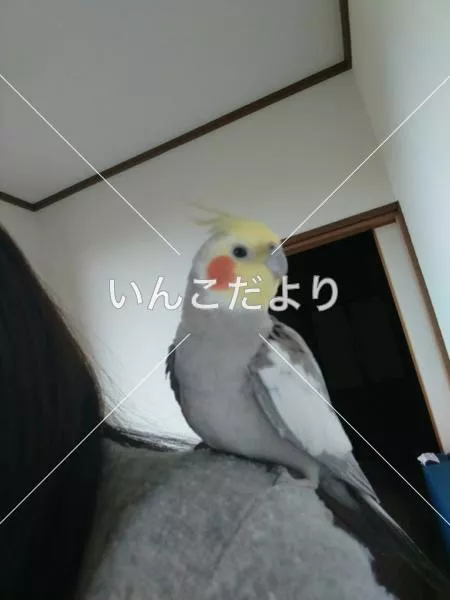 コメントの画像