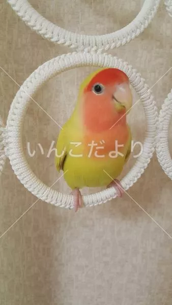 コメントの画像