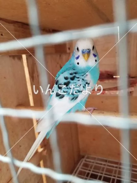 コメントの画像