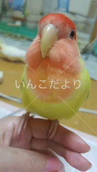 コメントの画像