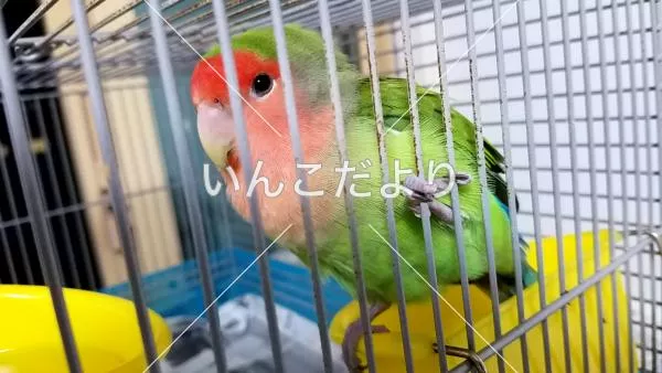 コメントの画像