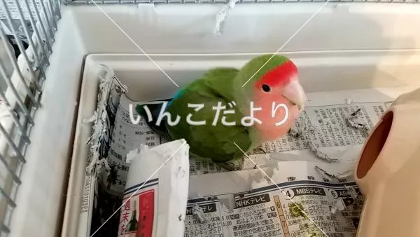 コメントの画像