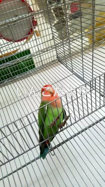 コメントの画像