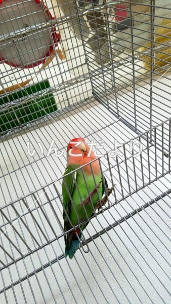 コメントの画像