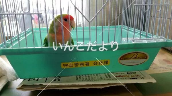 コメントの画像