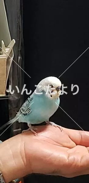 コメントの画像