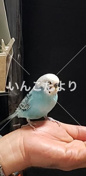 コメントの画像