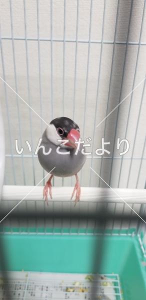 コメントの画像