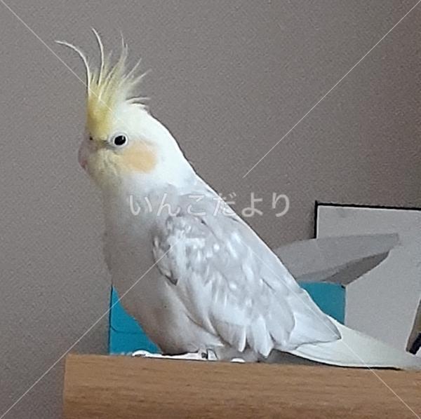 コメントの画像
