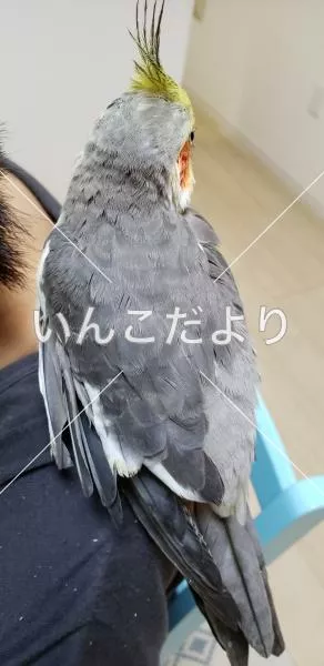 コメントの画像