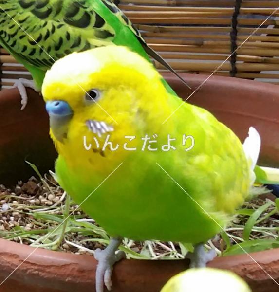 コメントの画像
